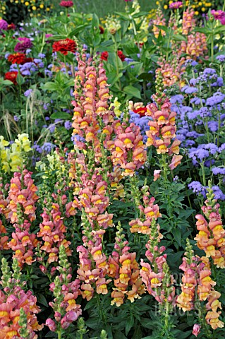 ANTIRRHINUM_MAJUS_AGERATUM_HOUSTONIANUM_ZINNIA