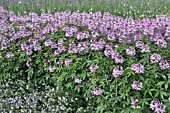 CLEOME SPINOSA SENORITA ROSALITA,