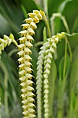 DENDROCHILUM MAGNUM