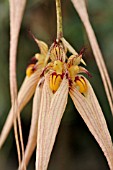 BULBOPHYLLUM LOUIS SANDER