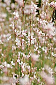 GAURA LINDHEIMERI GAMBIT ROSE,