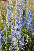 DELPHINIUM X CULTORUM MAGIC FOUNTAINS SKY BLUE