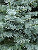 ABIES CONCOLOR ARGENTEA, COLORADO FIR