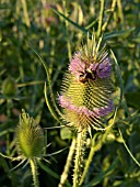 DIPSACUS FULLONUM, COMMON TEASEL