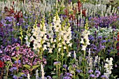 ANTIRRHINUM MAJUS, AGERATUM HOUSTONIANUM, CLEOME SPINOSA SENORITA ROSALITA, SPIDER FLOWER