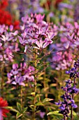 CLEOME SPINOSA SENORITA ROSALITA