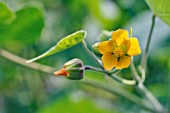 ABUTILON THEOPHRASTII