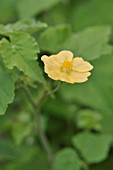 ABUTILON INDICUM