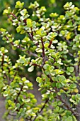 PORTULACARIA AFRA