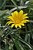 GAZANIA LINEARIS