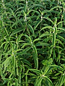 SALVIA LEUCANTHA, MEXICAN BUSH SAGE