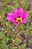 PORTULACA GRANDIFLORA