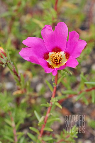 PORTULACA_GRANDIFLORA