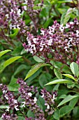 OCIMUM BASILICUM SIAM QUEEN