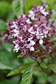 OCIMUM BASILICUM SIAM QUEEN