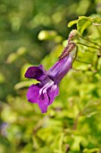 ASARINA SCANDENS SYN. MAURANDYA SCANDENS