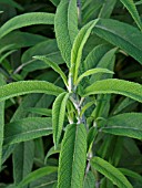 SALVIA LEUCANTHA, MEXICAN BUSH SAGE