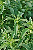 STEVIA REBAUDIANA