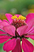 ZINNIA ELEGANS