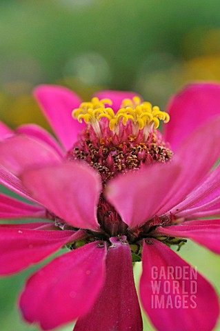 ZINNIA_ELEGANS