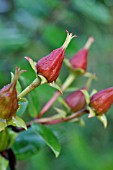 HYPERICUM BEANII