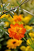 COSMOS SULPHUREUS