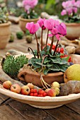 CYCLAMEN PERSICUM, WITH AUTUMNAL FRUITS