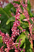 ATRIPLEX HORTENSIS VAR. RUBRA, RED ORACHE