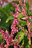 ATRIPLEX HORTENSIS VAR. RUBRA, RED ORACHE