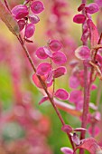 ATRIPLEX HORTENSIS VAR. RUBRA, RED ORACHE