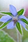 BORAGO OFFICINALIS