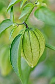 PHYSALIS IXOCARPA, TOMATILLO