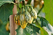 SOLANUM MELONGENA STRIPED TOGA, AUBERGINE