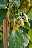 SOLANUM MELONGENA STRIPED TOGA, AUBERGINE