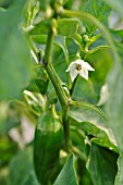 CAPSICUM ANNUUM PALLADIO, SWEET PEPPER