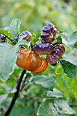 SOLANUM MELONGENA RED CHINA, AUBERGINE