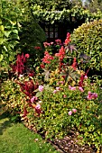 RICINUS COMMUNIS,AMARANTHUS CAUDATUS, LOVE LIES BLEEDING, ROSA, ROSE