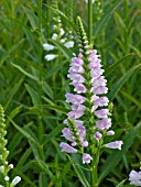 PHYSOSTEGIA VIRGINIANA, OBEDIENT PLANT