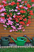 PELARGONIUMS, WITH WATERING CANS