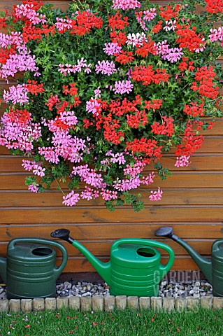 PELARGONIUMS_WITH_WATERING_CANS