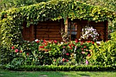 PARTHENOCISSUS TRICUSPIDATA, ON A GARDEN HOUSE