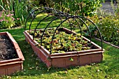 FRAGARIA X ANANASSA, STRAWBERRY, IN A RAISED BED