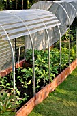 BRASSICA OLERACEA VAR. SABELLICA, GREEN CABBAGE, IN A RAISED VEGETABLE BED WITH POLY TUNNEL