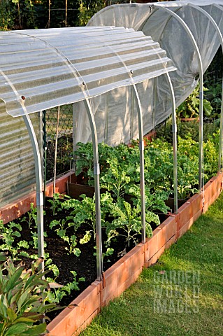 BRASSICA_OLERACEA_VAR_SABELLICA_GREEN_CABBAGE_IN_A_RAISED_VEGETABLE_BED_WITH_POLY_TUNNEL