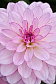 DAHLIA ORIENTAL DREAM