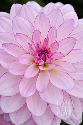 DAHLIA_ORIENTAL_DREAM