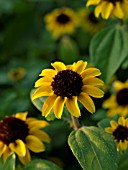 SANVITALIA PROCUMBENS, CREEPING ZINNIA