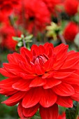 DAHLIA TARATAHI RUBI