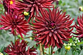 DAHLIA SPLENDEUR NOIRE