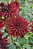 DAHLIA SPLENDEUR NOIRE